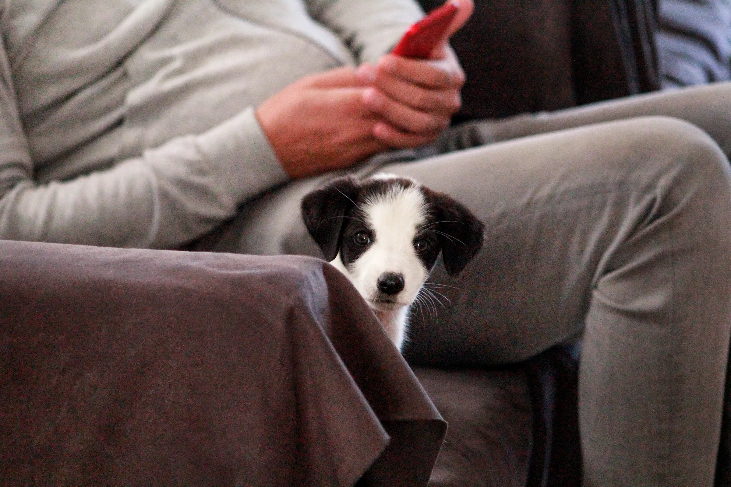 tiny puppy on couch with owner