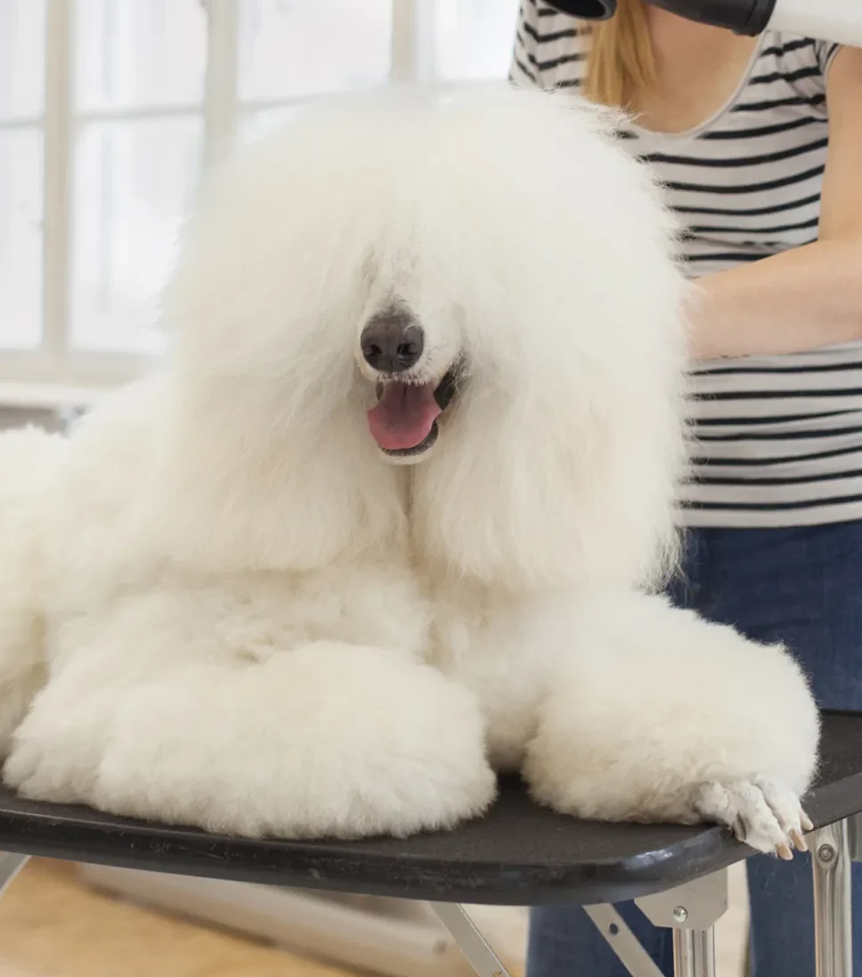 large white dog being groomed