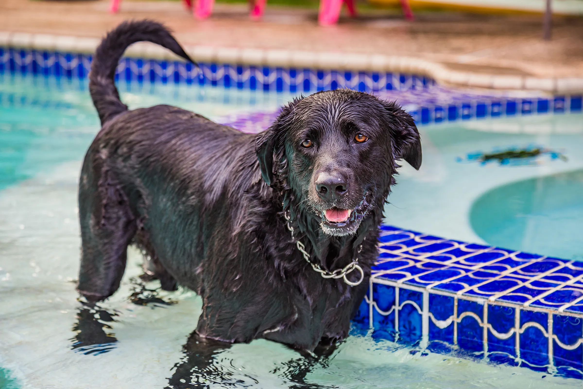 black dog wet in pool