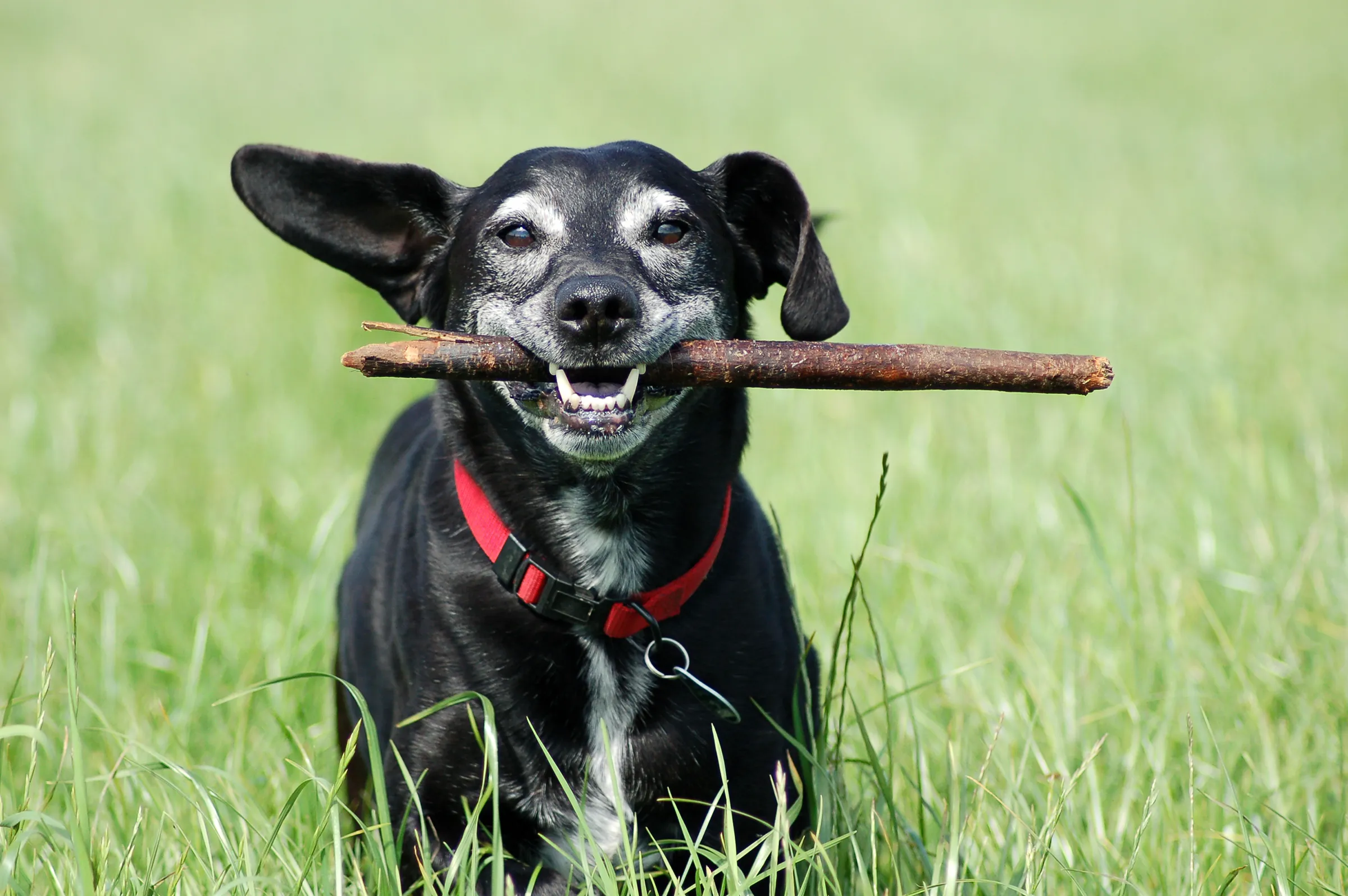 happy black dog retrieving stick